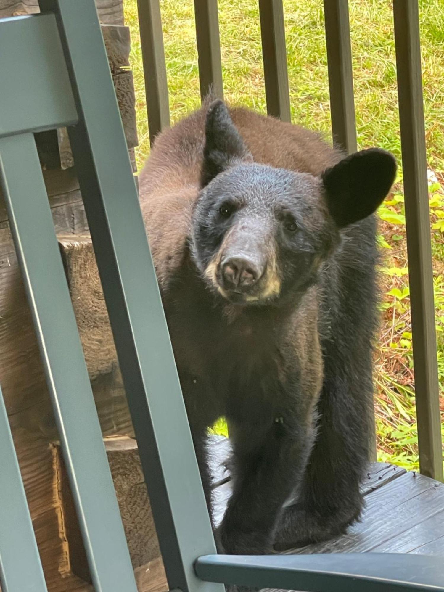Bears Among Us Villa Gatlinburg Buitenkant foto