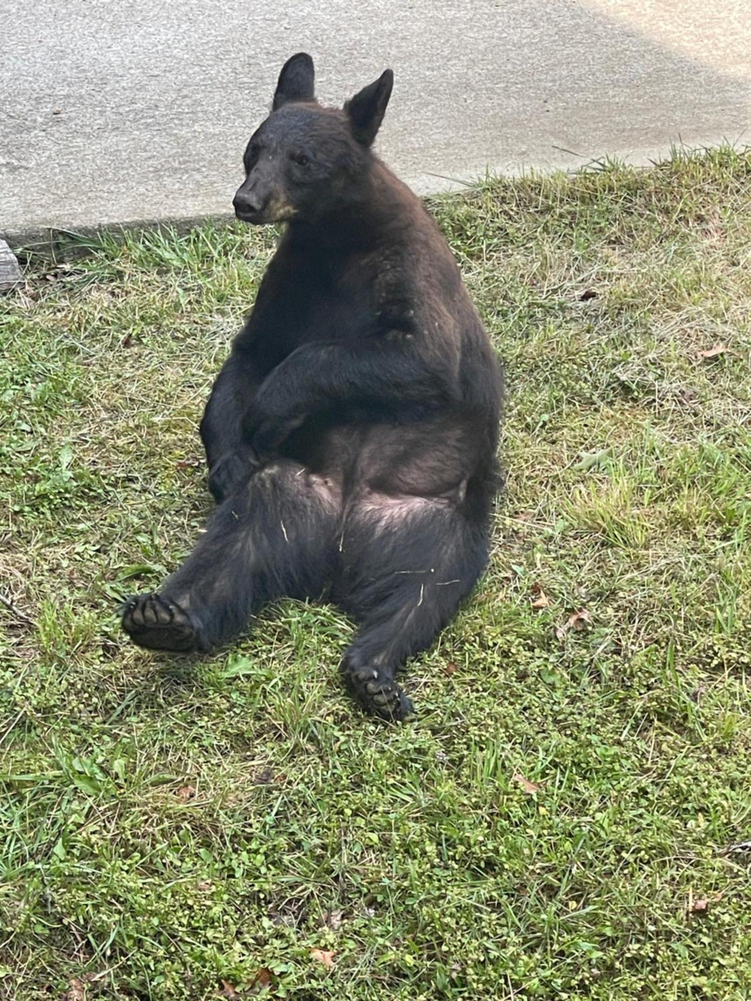 Bears Among Us Villa Gatlinburg Buitenkant foto